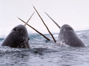 Narwhals
