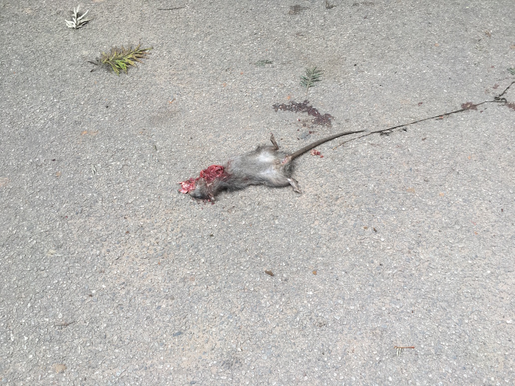 Dead Rat.jpg