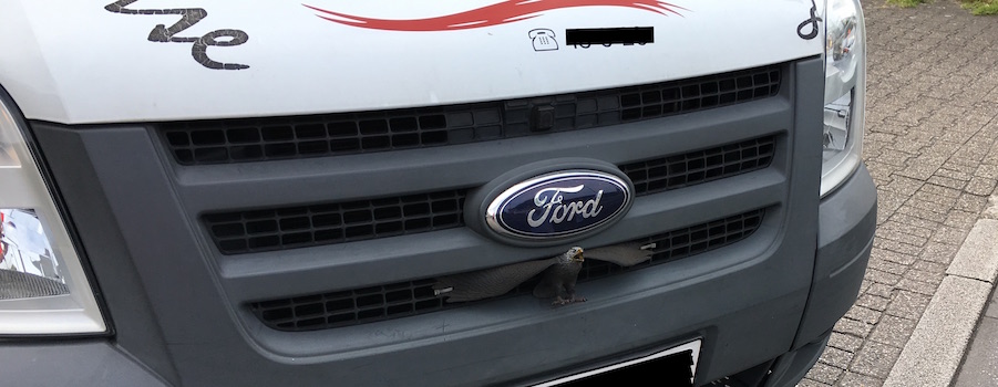 eagle in van that hit me