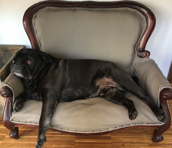 beckett the killer pug showing the way