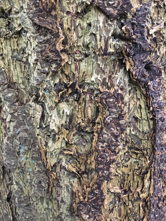 living tree bark