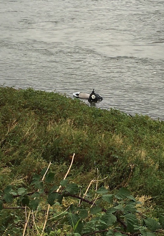 scooter in the Rhine