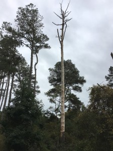 pine tree dying