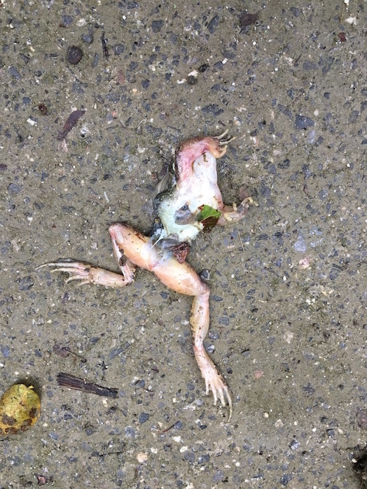 road kill frog or toad