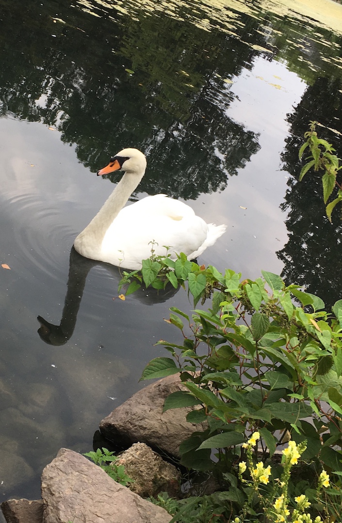 swan.jpg